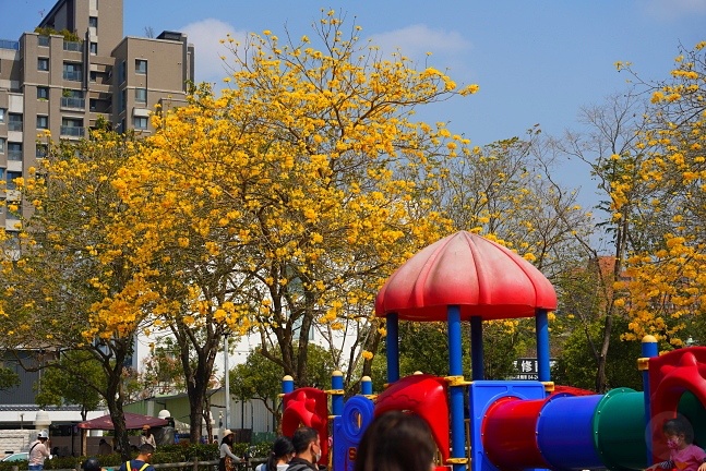 2023廍子公園黃花風鈴木花況,台中最美的黃金公園,廍子公園黃花風鈴木,廍子公園黃花風鈴木花況