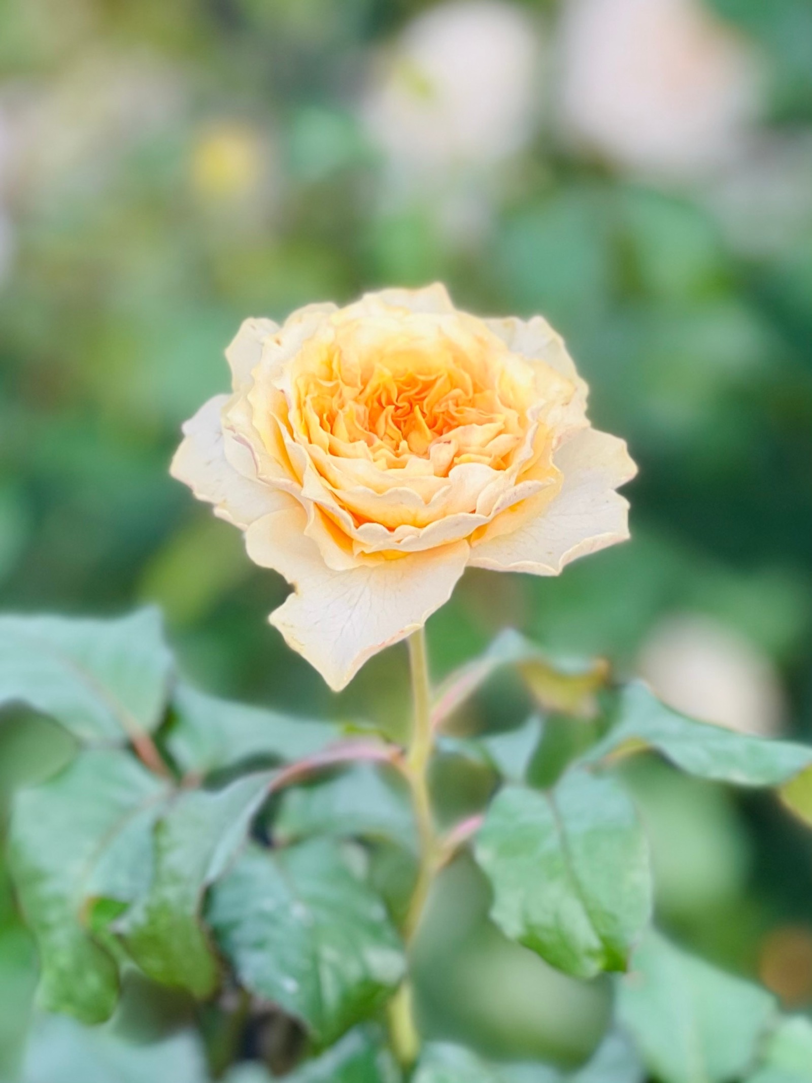 圖片來源/臺北玫瑰園-LINE熱點用戶