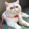 สอบถามข้อมูลสัตว์เลี้ยงได้ทุกชนิด จากสัตวแพทย์