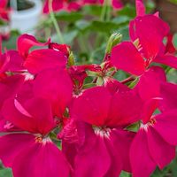 🥀懐かしい🥀🌿　　　　　　　　　🥀昭和を語ろう🥀