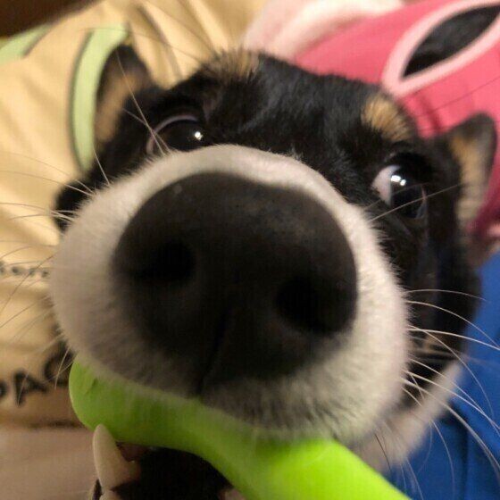 犬の鼻血の原因と対処法は ティッシュを詰めるのはng