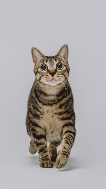 貓鋪｜天堂經典版外掛｜全自動打怪腳本