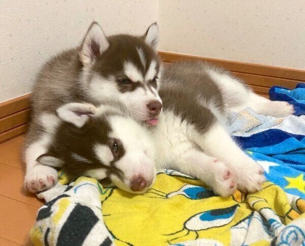 夏にチェックしたい 安心できる 寝床 の作り方