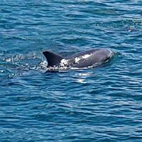 能登島のイルカ情報