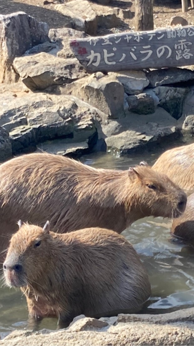 カピバラさんFAMILYの部屋のオープンチャット