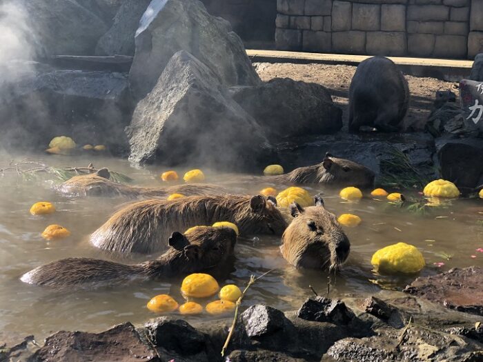 伊豆仙人掌動物園_水豚露天風呂_水豚泡湯秀