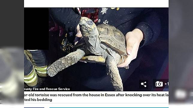 厭世的烏龜打翻加熱燈，引起火災 (圖／翻攝自Daily Mail)