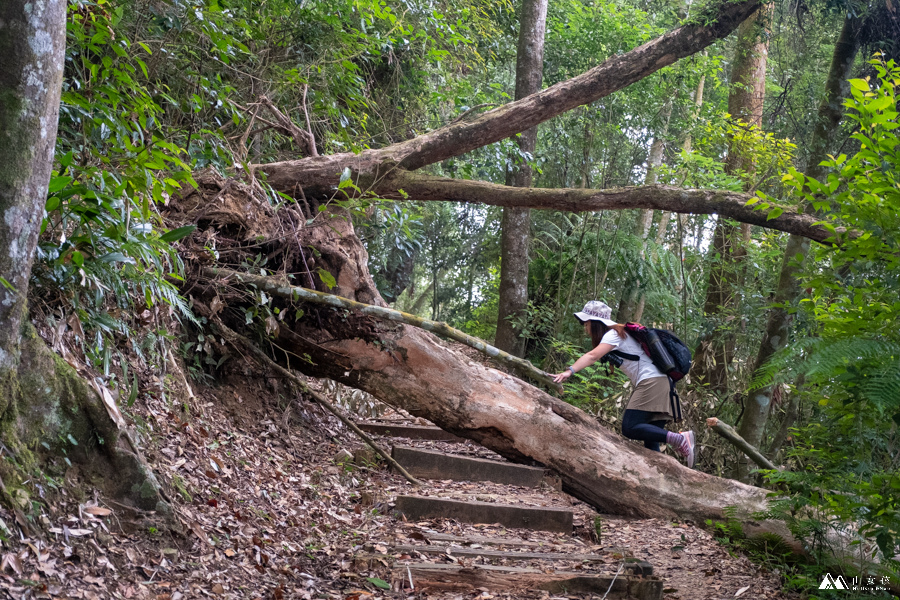 山女孩MelissaxMao冒險生活_水社大山_日月潭登山_路線分享-12.JPG