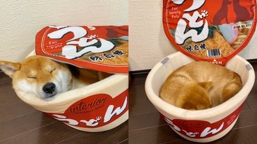 想要來碗「柴柴烏龍麵」嗎？日本推特爆紅超可愛「泡麵寵物床」，網友：這款豆皮烏龍麵我可以！