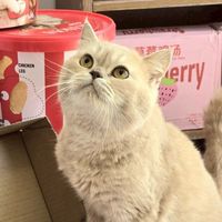 saycat.ministore