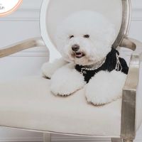 比熊犬家族