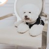 比熊犬家族