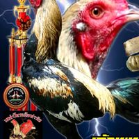 ซุ้มอาทิตย์ฟาร์มไก่ชน มวกเหล็ก