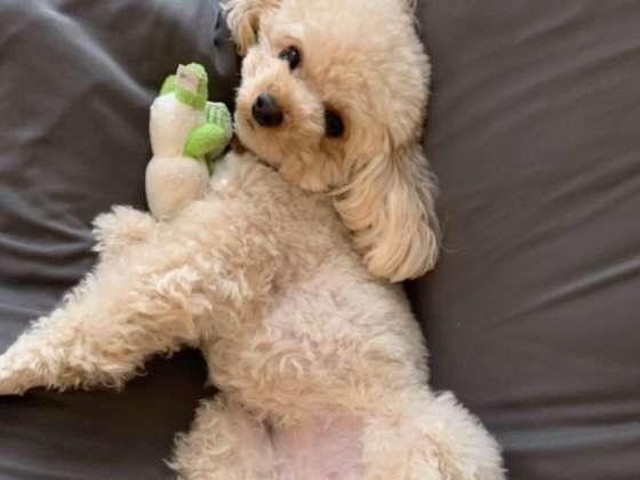 痛みを感じてる 犬が抱っこを嫌がるときに考えられる理由 いぬのきもちnews