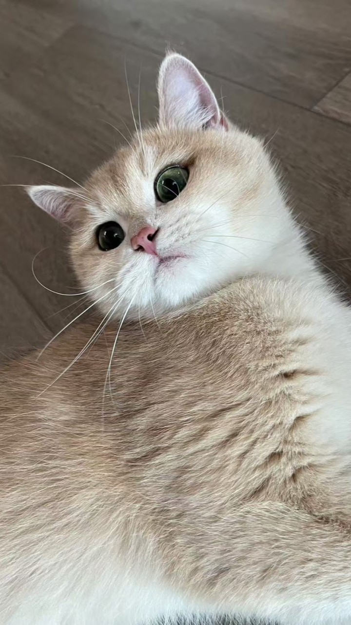 大小貓奴