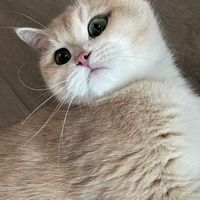 大小貓奴