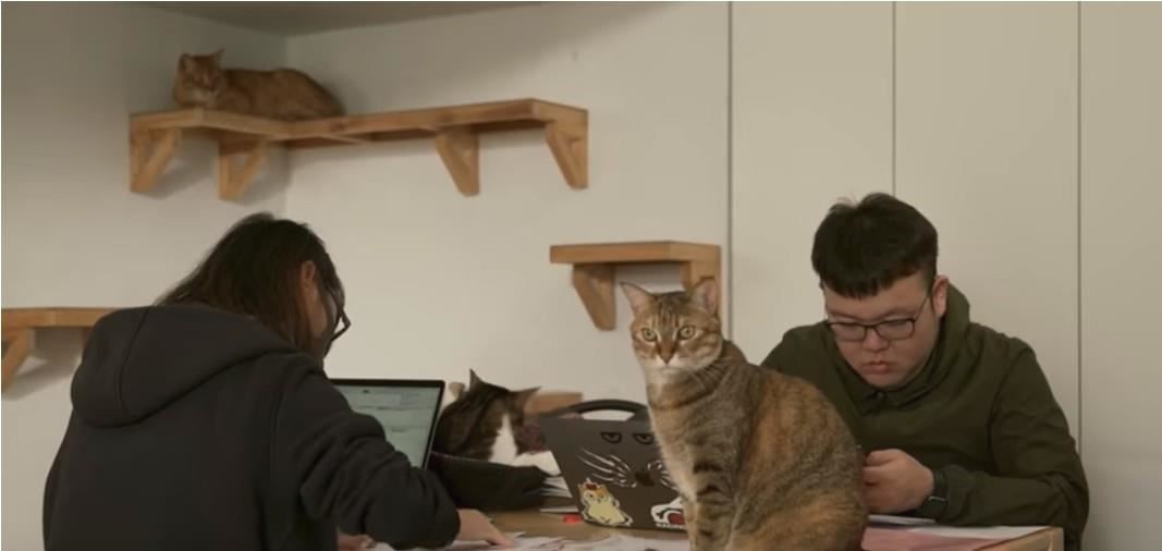 網路人氣貓咪黃阿瑪不僅坐擁6隻貓咪共組的「後宮」，