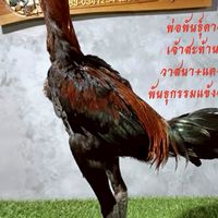 พรสวรรค์ฟาร์ม ก๋อยง่อนพัฒนา