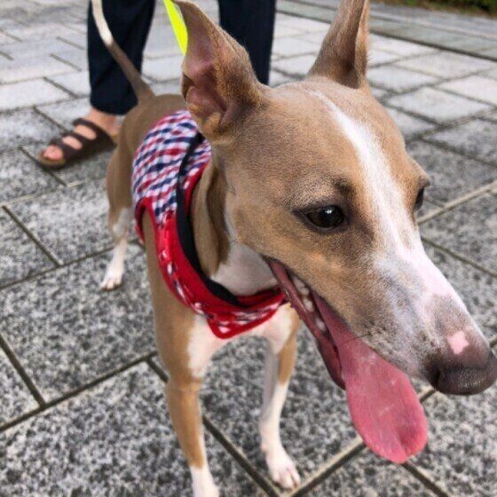 メス犬のおしっこや陰部にまつわるお悩みあれこれ