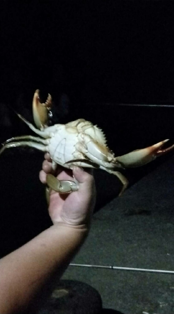 釣魚！釣螃蟹！釣軟絲！釣點釣況聯誼會