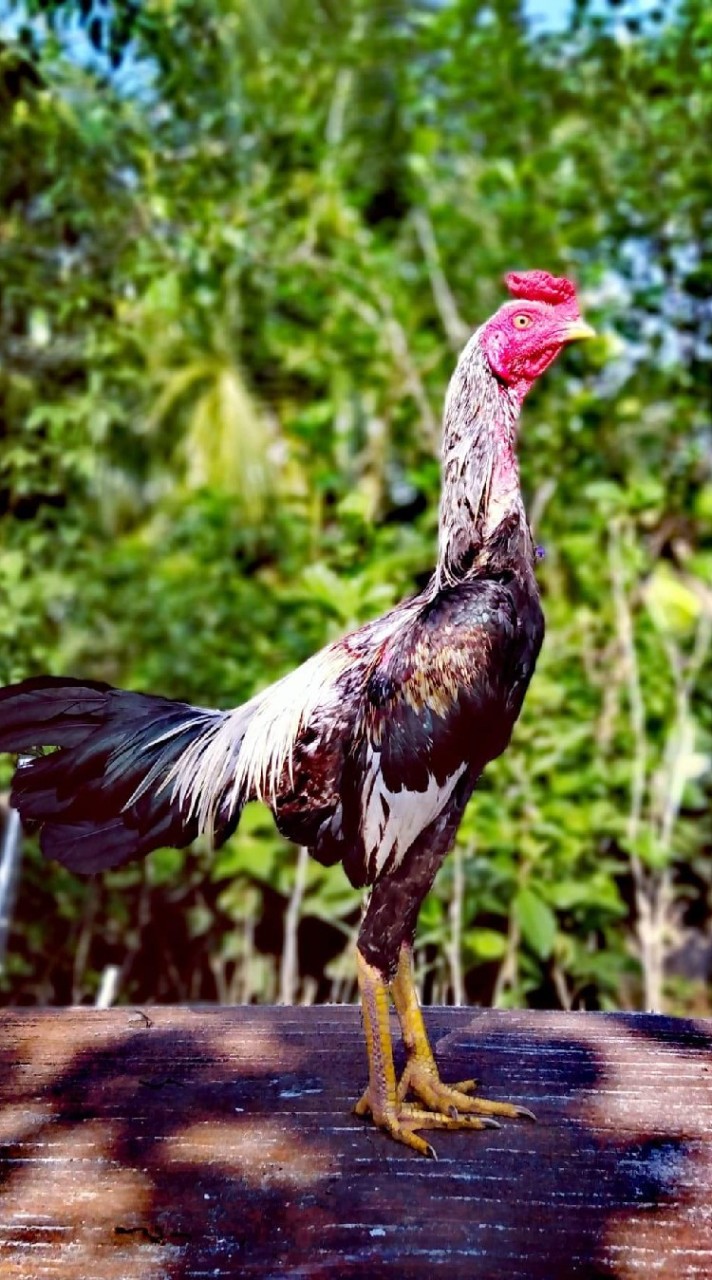 กีก