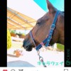 乗馬やってる方お話しませんか〜(｡･ω･｡)