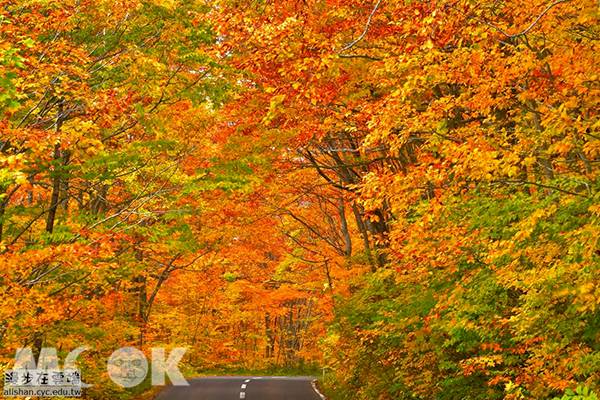 宛如置身北國童話森林 夢幻楓紅秘境美哭 景點家 Line Today
