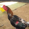 ซื้อขายไก่ชน พม่าป่าก๋อยราคามิตรภาพ