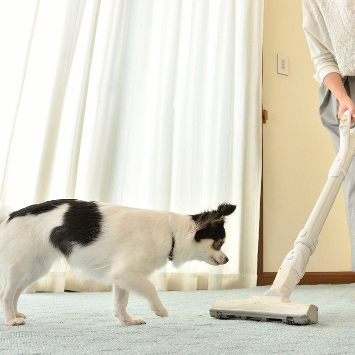犬目線でわかった吠える理由 吠えるのをやめさせるには