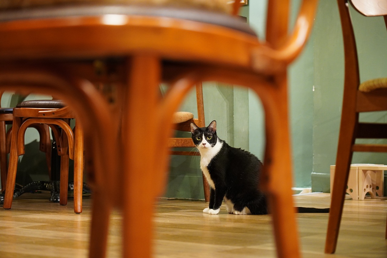 E接環首顆APS-C鏡皇終於來到，Sony 16-55mm F2.8 G 實測動手玩（NDA至9/18 10:00）