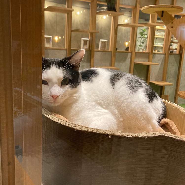 写真 保護猫カフェ Katbos ホゴネコカフェ カットボス 福島 阿波富田駅 カフェ By Line Place