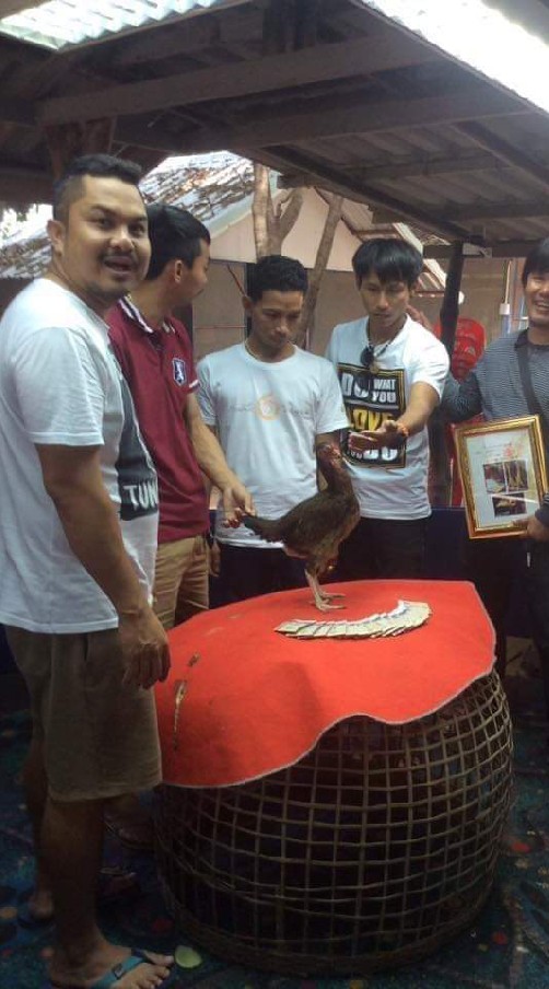 ไก่ชน ทับทิมสยาม ฟาร์ม พม่าแข้งฆ้อนปอน