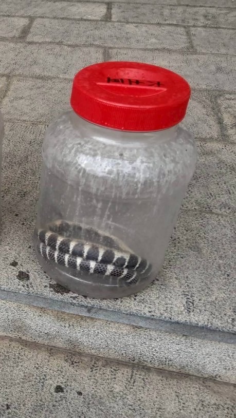 頭份捕蜂抓蛇勤務