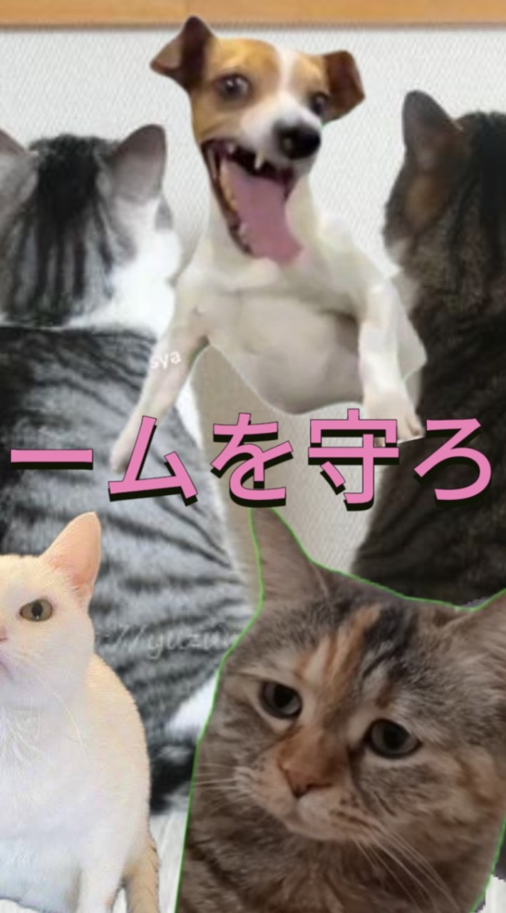 猫ミームを守ろうのかい