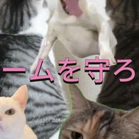猫ミームを守ろうのかい