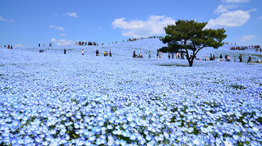 【日本關東畢旅必去精選】畢業旅行關東地區懶人包！省錢又省時最好玩的景點大集合