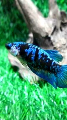 คนเล่นปลากัด