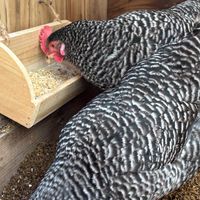 SANのコミュニティ菜園／2025春〜