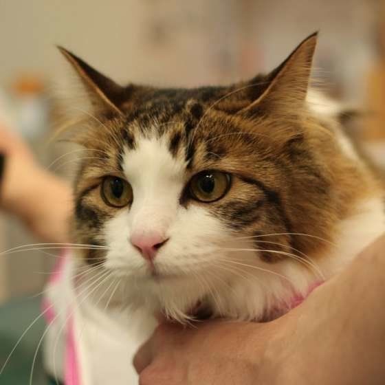 猫が痛みを隠しているときの行動 つらいのを我慢する理由