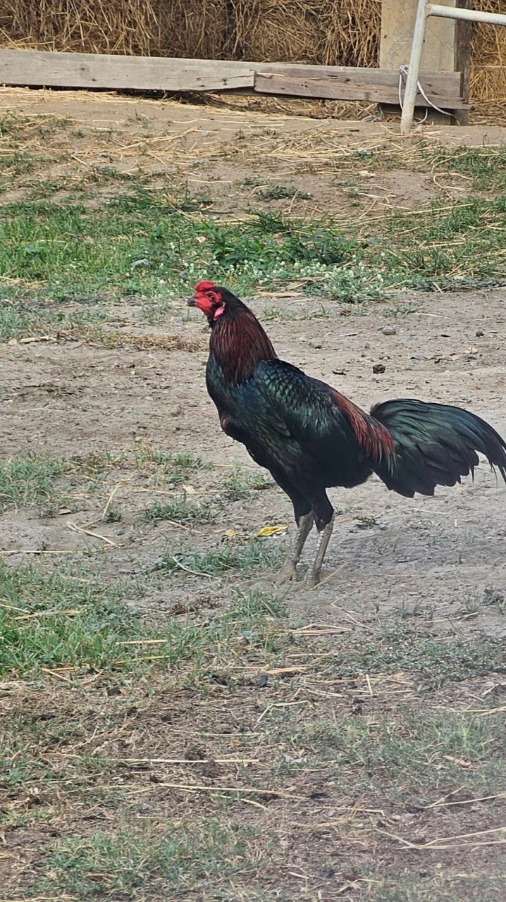 Khan Pathan ไก่กัดทุบหลัง นิยามหลังหม่องเดียว
