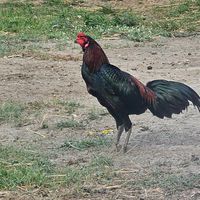 Khan Pathan ไก่กัดทุบหลัง นิยามหลังหม่องเดียว