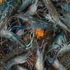 《新竹竹北泰國蝦》癡蝦釣客買賣專區