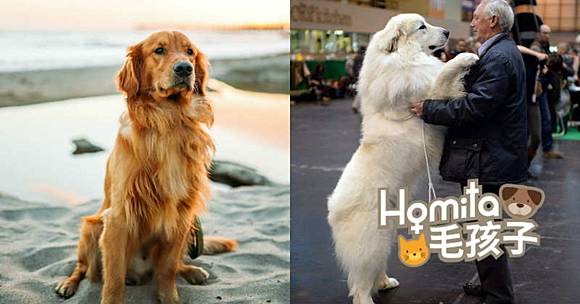 我只是個子大但是我不咬人這些大狗狗都很溫馴 Homita Line Today