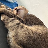 輕鬆寵物保健代購
