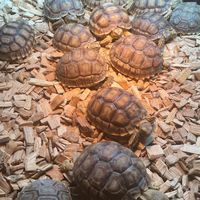 烏龜🐢 球蟒🐍 小白鼠買賣