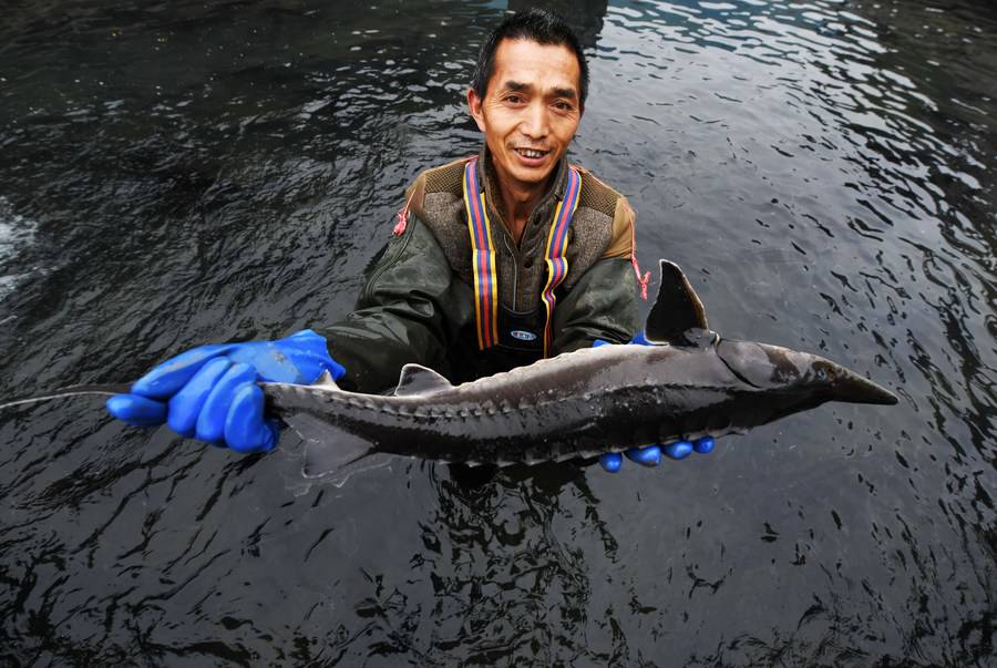 Sturgeon farming brings hilly province closer to the world XINHUA