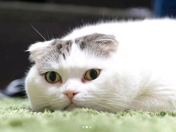 窓際で日向ぼっこする猫 部長クラス 激シブ と話題