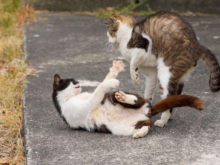 恋の季節到来 オス メスの飼い猫に見られる変化って ねこのきもちnews