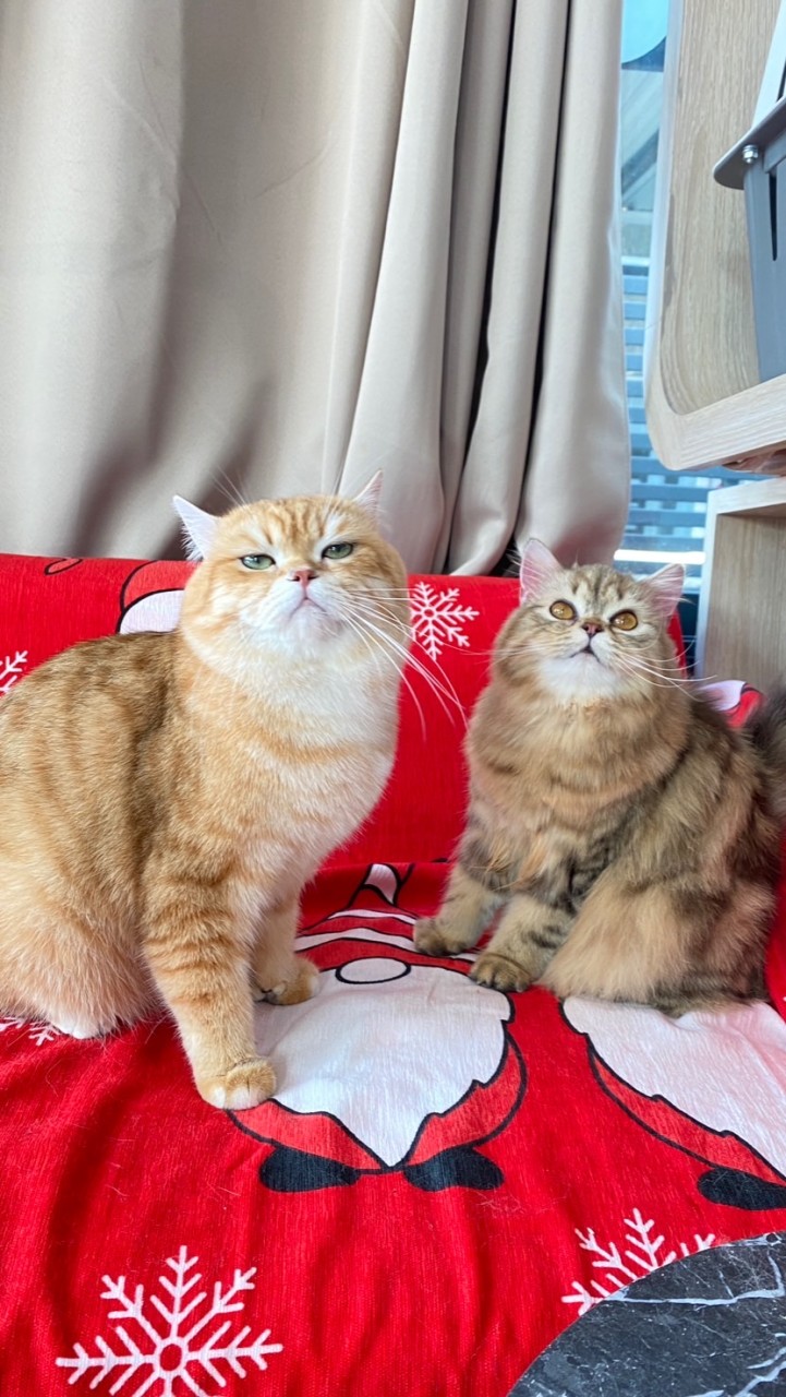 May Only Meow - บริการอาบน้ำแมวฟีลแฟนออนไลน์