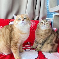 May Only Meow - บริการอาบน้ำแมวฟีลแฟนออนไลน์